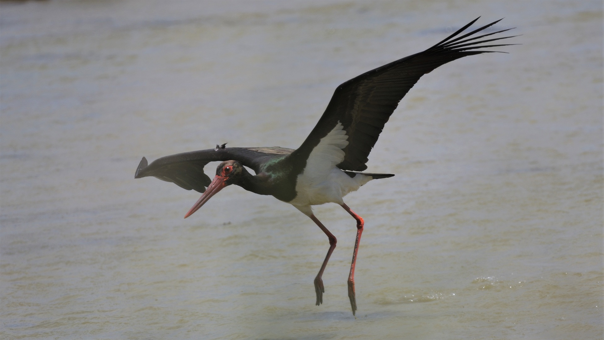 Black Stork